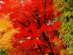 Vibrant Autumn Leaves