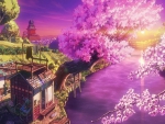 Sakura Scenery