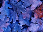 Frosted Autumn Leaves