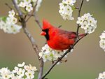 Red Cardinal in Pear Tree