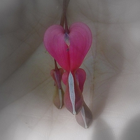 Bleeding heart