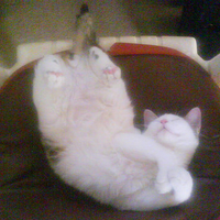 the letter J (AKA) Stitch