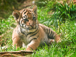 Tiger cub