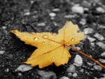Raindrops on fallen leaf