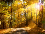 *** Nice sunshine in autumn forest ***