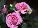 Pink Roses for Dear Adi