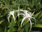 Spider lily