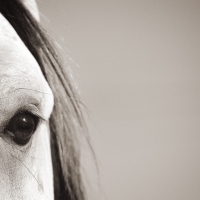 Horse eye