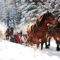 Sleighride through Forest
