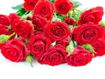 Red Roses for Everyone!