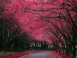Pink Pathway!