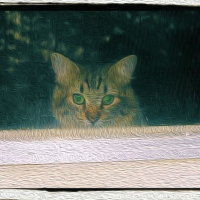 cat in window