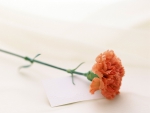 A Carnation for You!