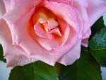 Raindrop Rose!