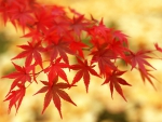 Maple Leaves