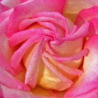 Stunning pink rose with water drops