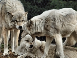 Captive Wolves