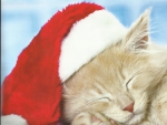 Christmas kitten napping