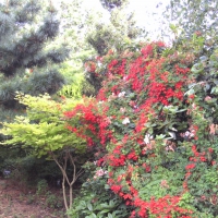 Bridgemere Trees and Flowers