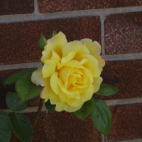 Golden Celebration Rose