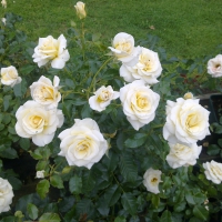 Diamond Days Roses from Hadnall Hall