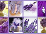Love of Lavender