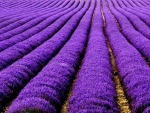 Lavender as far as eye can see