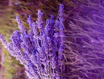Fresh Lavender