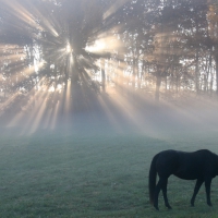 horse grazing in a meadow at sunrise