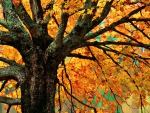 Maple Tree