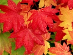 Maple Leaves