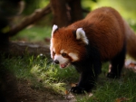 Red Panda