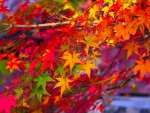 Colorful Leaves