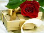 Rose and gift  for you