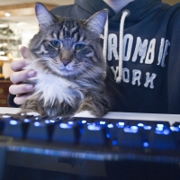 Gaming cat