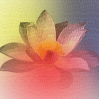 Lotus Flower