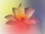 Lotus Flower