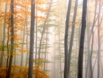 Autumn Mist