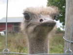 Ostrich