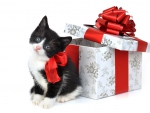 Christmas Kitten for Weir!