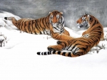 Tigers in Snow