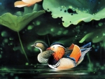 Mandarin Ducks