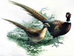 Pheasant male and female