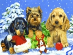 Yule pups