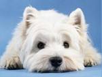Westie Puppy