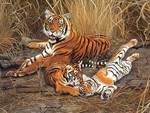 Tiger family