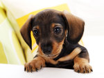 Little Daschund