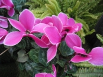 Pink Cyclamen
