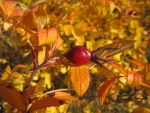 Autumn Hip
