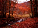Autumn Forest